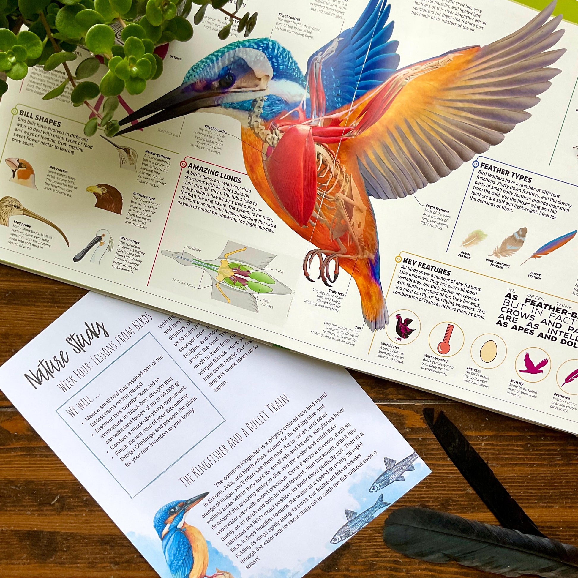 Biomimicry Unit Study - Curious Trails | Science Unit | Homeschool Curriculum