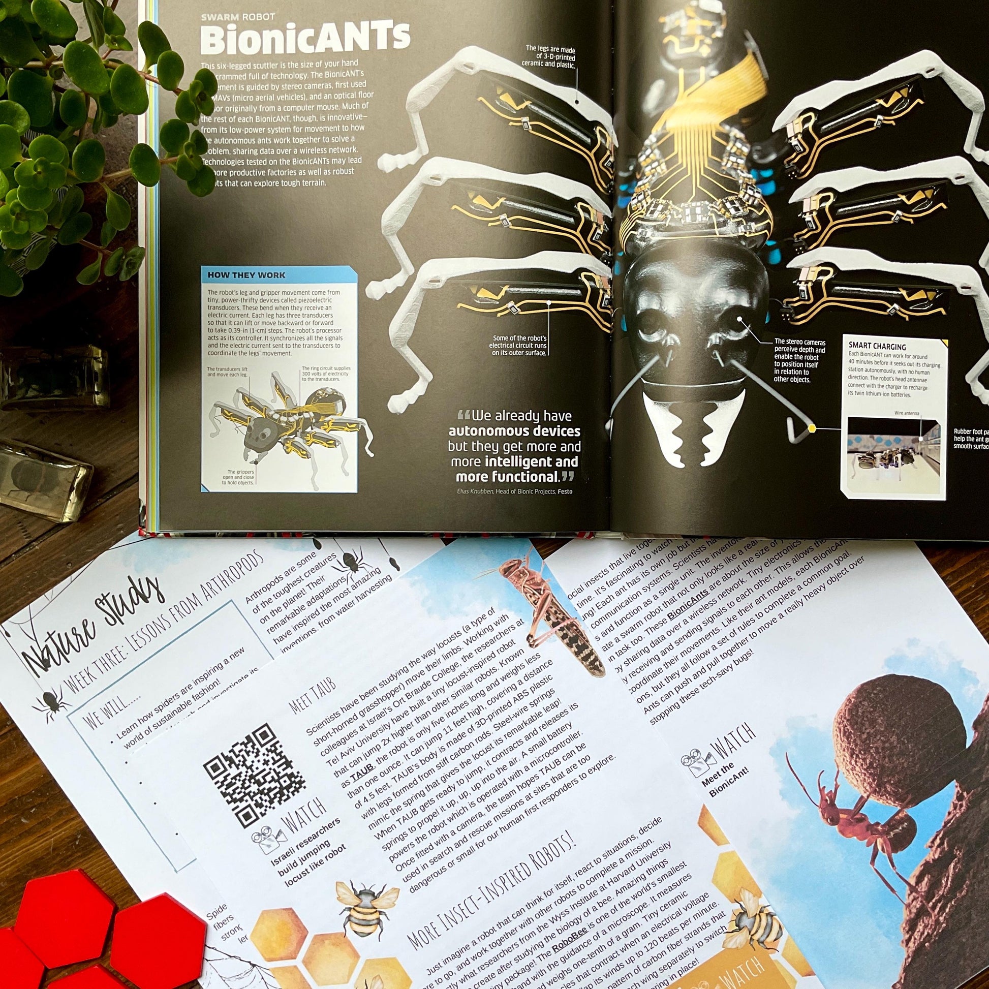 Biomimicry Unit Study - Curious Trails | Science Unit | Homeschool Curriculum
