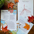 Biomimicry Unit Study - Curious Trails | Science Unit | Homeschool Curriculum