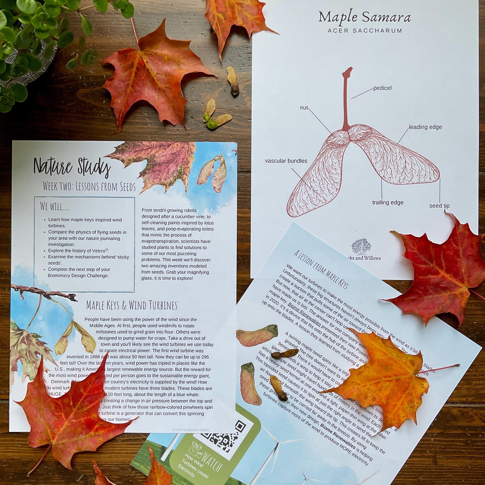 Biomimicry Unit Study - Curious Trails | Science Unit | Homeschool Curriculum