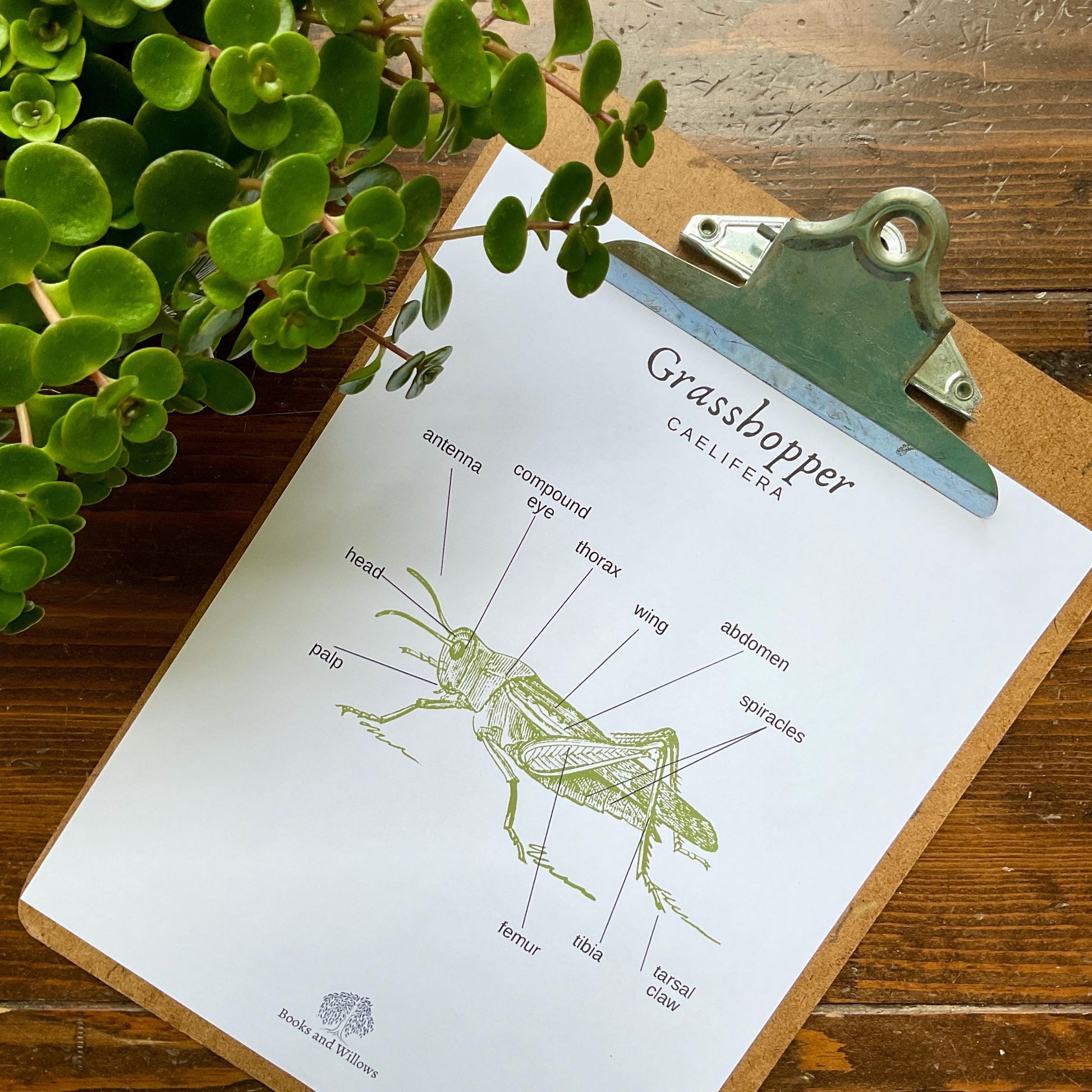 Biomimicry Unit Study - Curious Trails | Science Unit | Homeschool Curriculum