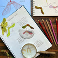 Biomimicry Unit Study - Curious Trails | Science Unit | Homeschool Curriculum