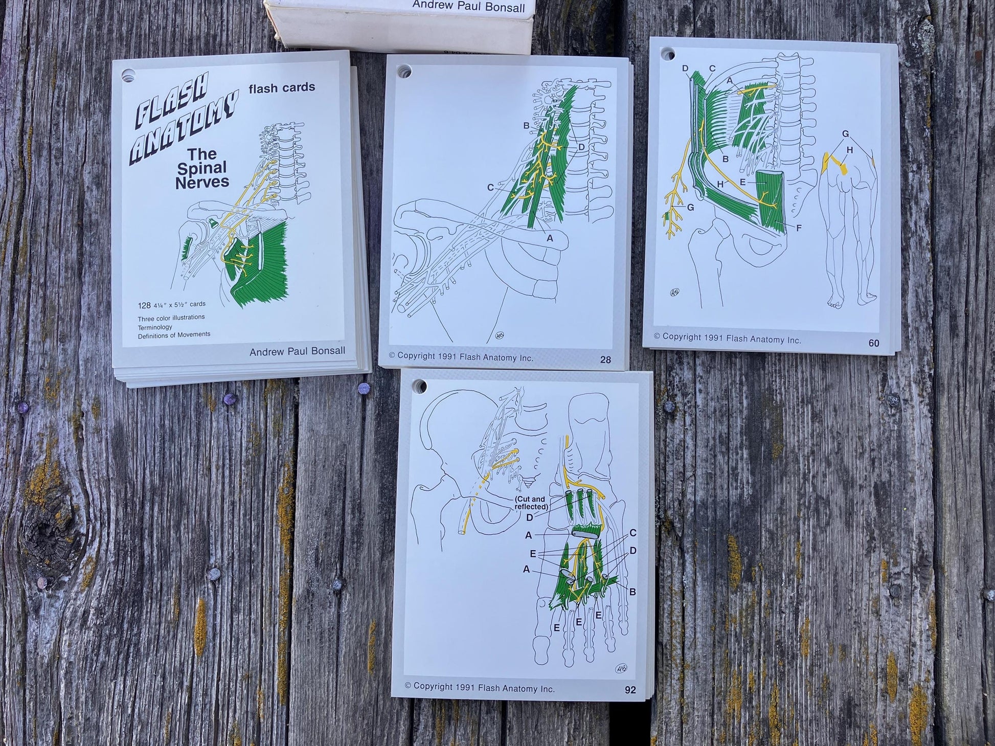 Flash Anatomy The Spinal Nerves by Andrew Paul Bonsall 1991 First Edition Vintage Flash Cards for Medical Students