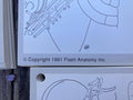 Flash Anatomy The Spinal Nerves by Andrew Paul Bonsall 1991 First Edition Vintage Flash Cards for Medical Students