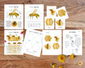 Honey Bee Unit Study,Bee Day activity,Nature study,Summer Homeschool printable,Bees and wildflowers,Bee lifecycle,Beekeeping study