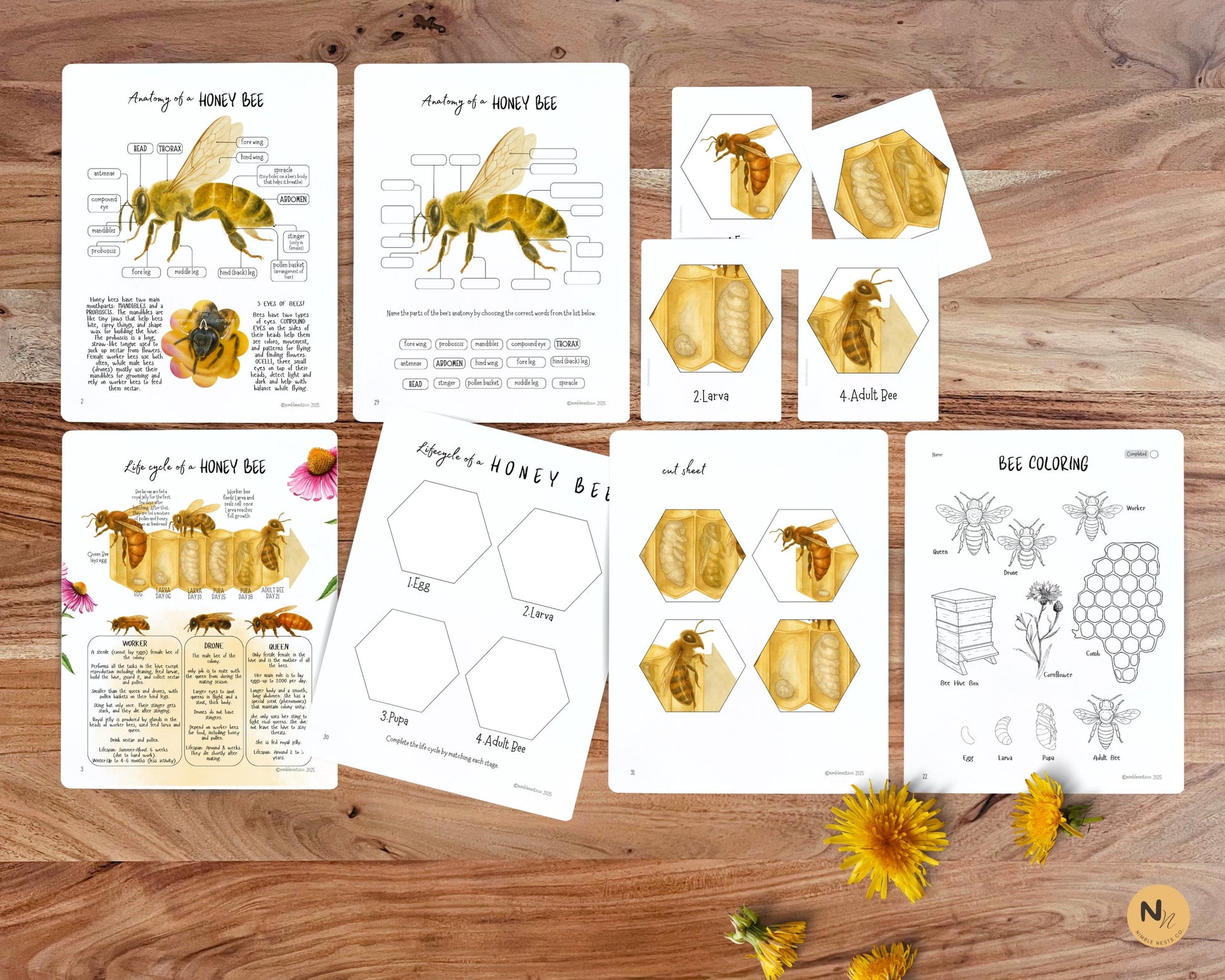 Honey Bee Unit Study,Bee Day activity,Nature study,Summer Homeschool printable,Bees and wildflowers,Bee lifecycle,Beekeeping study