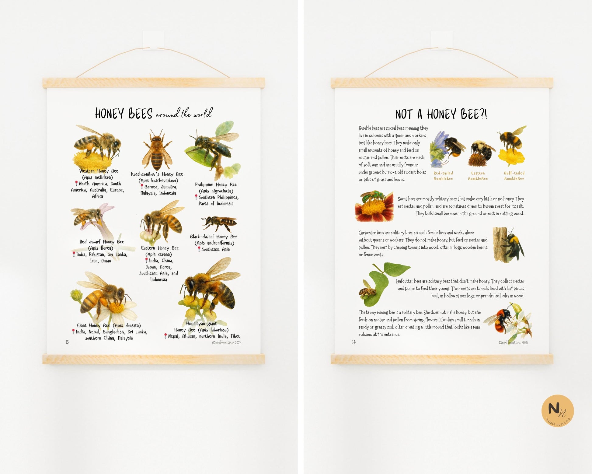 Honey Bee Unit Study,Bee Day activity,Nature study,Summer Homeschool printable,Bees and wildflowers,Bee lifecycle,Beekeeping study