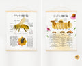 Honey Bee Unit Study,Bee Day activity,Nature study,Summer Homeschool printable,Bees and wildflowers,Bee lifecycle,Beekeeping study