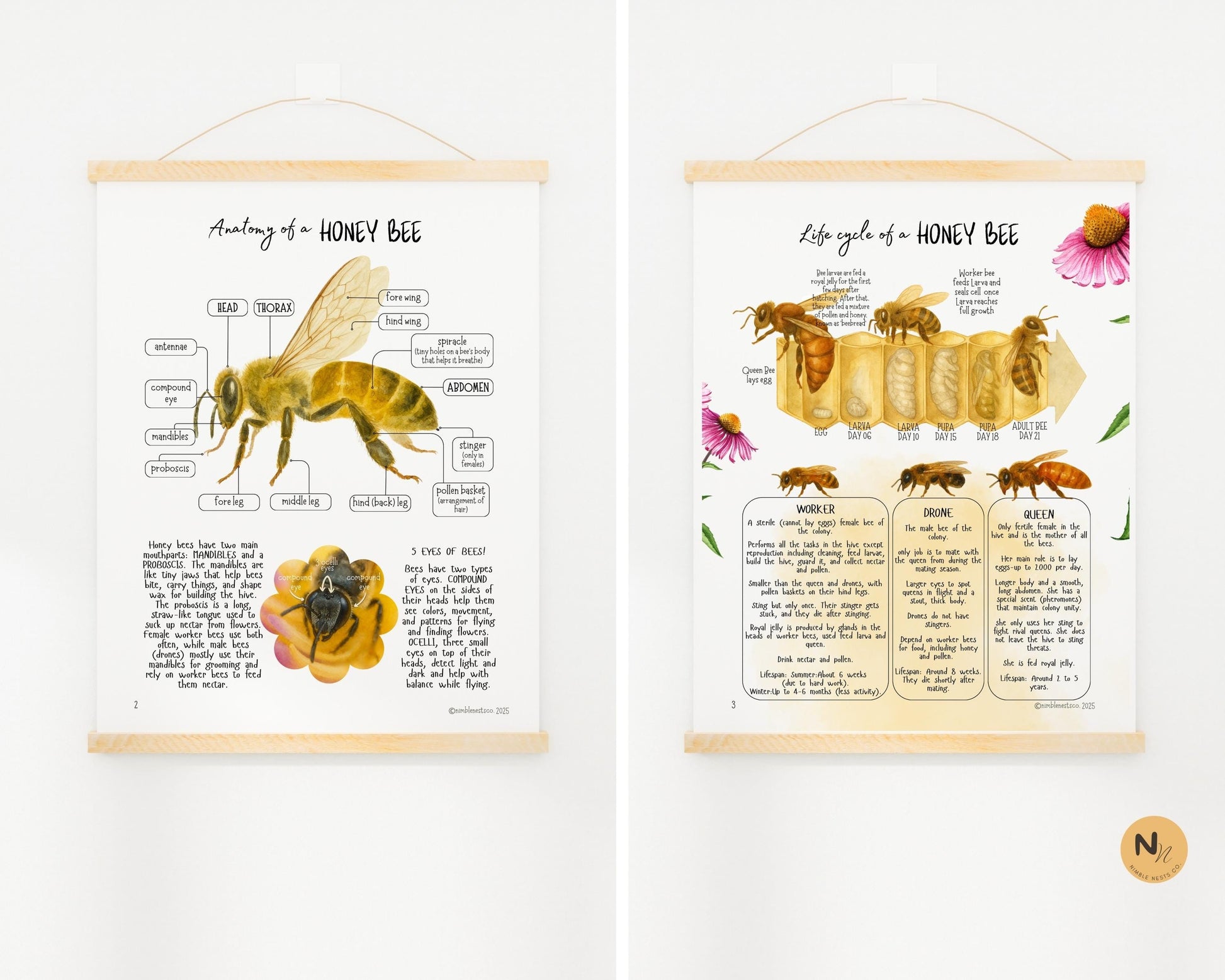 Honey Bee Unit Study,Bee Day activity,Nature study,Summer Homeschool printable,Bees and wildflowers,Bee lifecycle,Beekeeping study