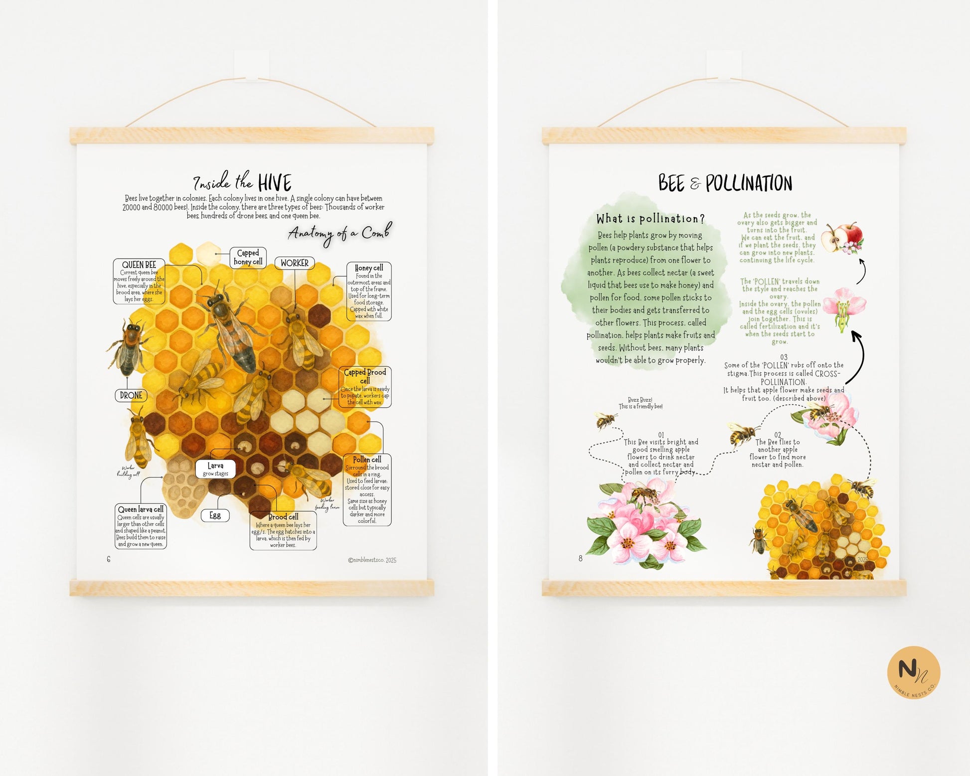 Honey Bee Unit Study,Bee Day activity,Nature study,Summer Homeschool printable,Bees and wildflowers,Bee lifecycle,Beekeeping study