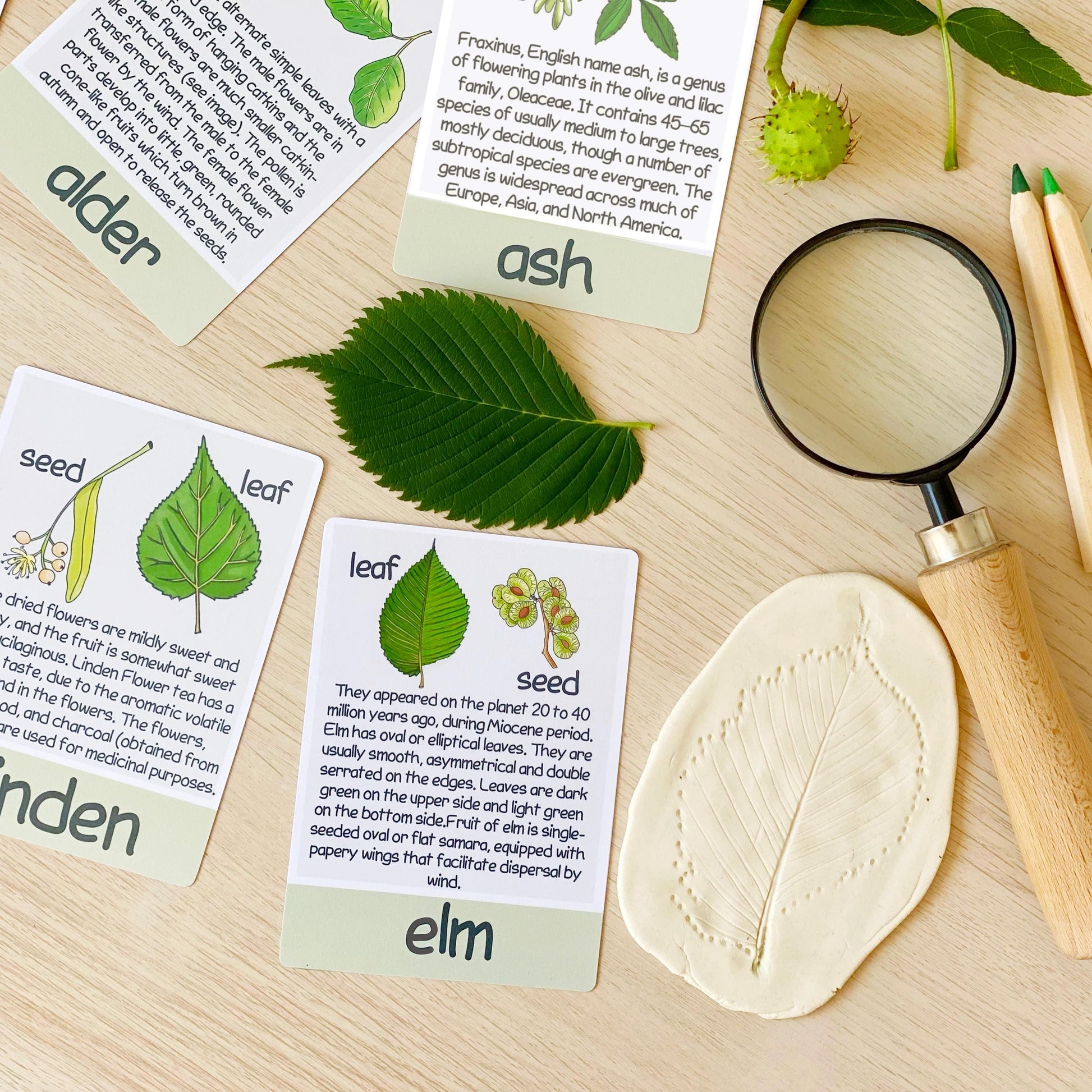 Printable Nature Journal Homeschool Learning Materials Charlotte Mason Nature Study Preschool Curriculum Toddler Busy Book Printable
