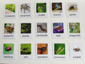 Montessori Insects Matching Set – Figurines with Cards | Montessori Sorting Activity | Montessori Setup for Classrooms and Homeschooling
