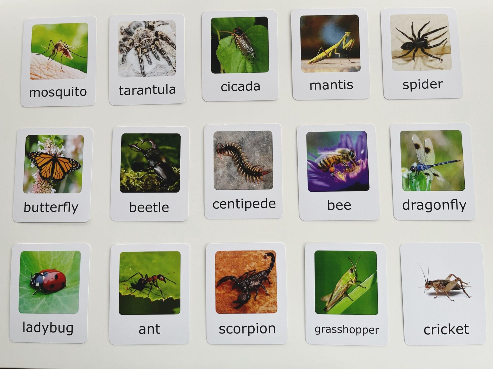 Montessori Insects Matching Set – Figurines with Cards | Montessori Sorting Activity | Montessori Setup for Classrooms and Homeschooling