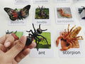 Montessori Insects Matching Set – Figurines with Cards | Montessori Sorting Activity | Montessori Setup for Classrooms and Homeschooling