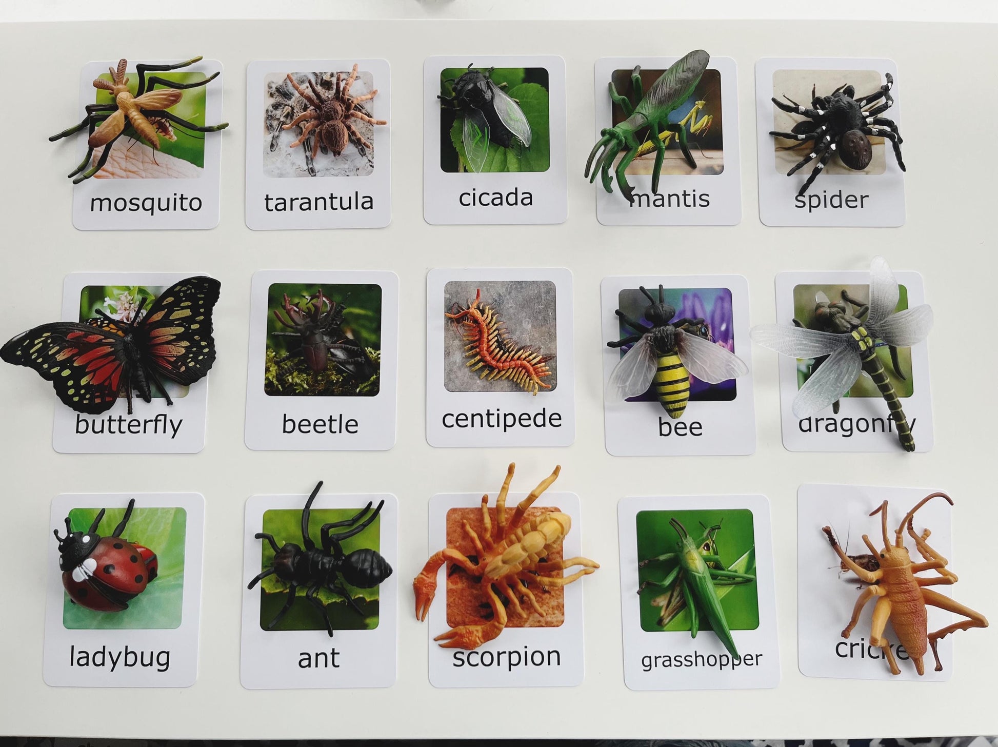Montessori Insects Matching Set – Figurines with Cards | Montessori Sorting Activity | Montessori Setup for Classrooms and Homeschooling