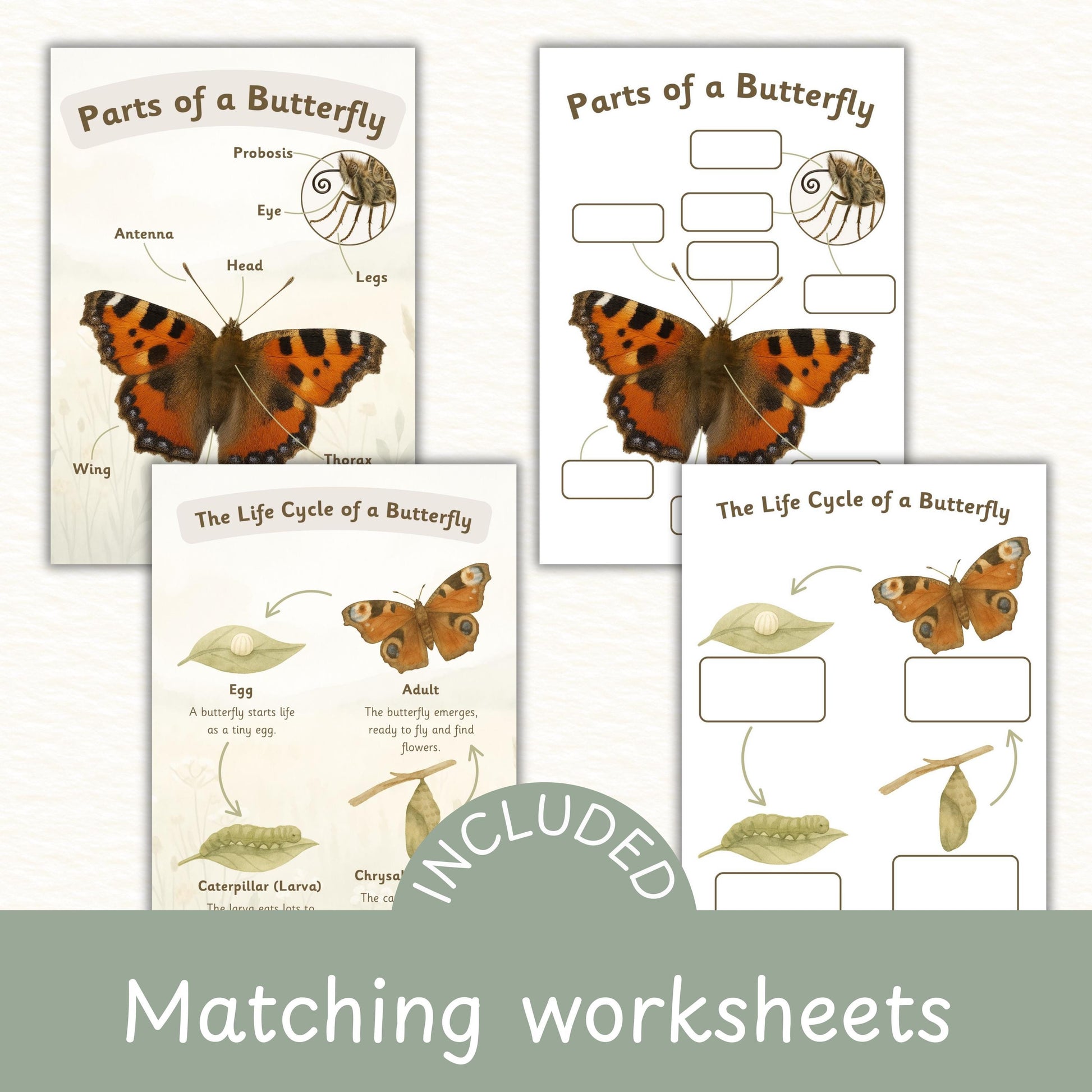 Butterfly Life Cycle Poster Educational Nature Print Butterfly Life Cycle Classroom Display EYFS Teacher Resource Exploring Nature BB01