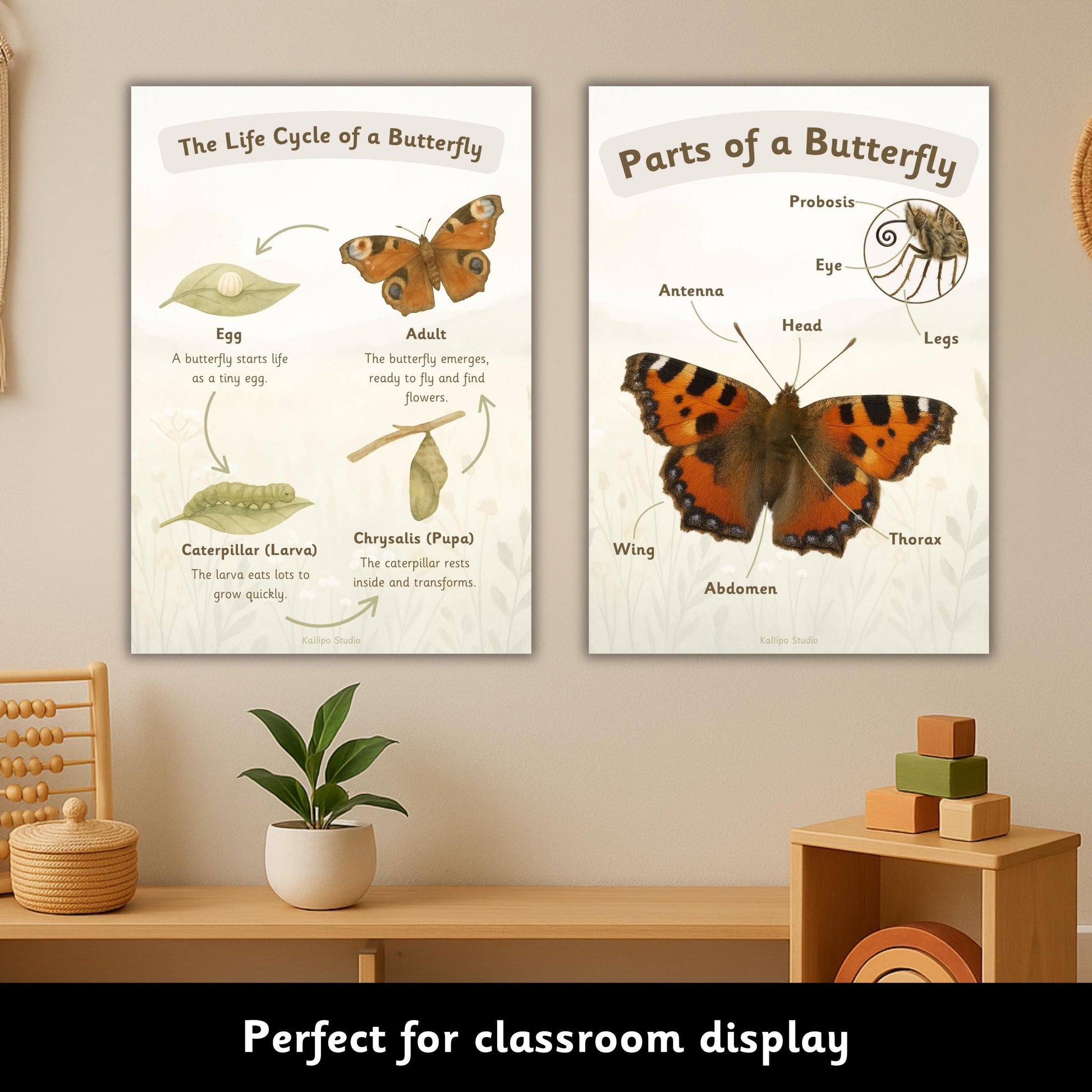 Butterfly Life Cycle Poster Educational Nature Print Butterfly Life Cycle Classroom Display EYFS Teacher Resource Exploring Nature BB01