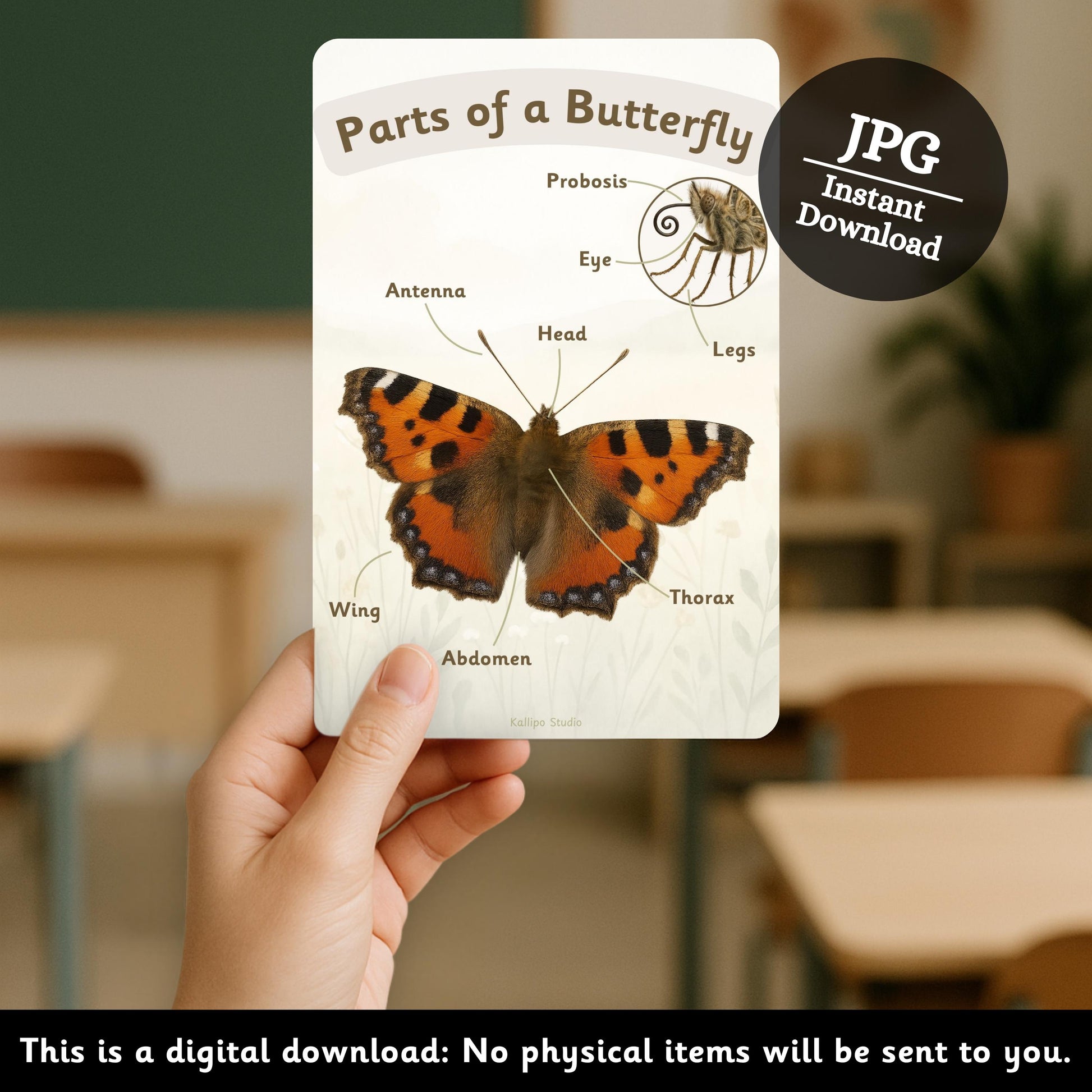 Butterfly Life Cycle Poster Educational Nature Print Butterfly Life Cycle Classroom Display EYFS Teacher Resource Exploring Nature BB01