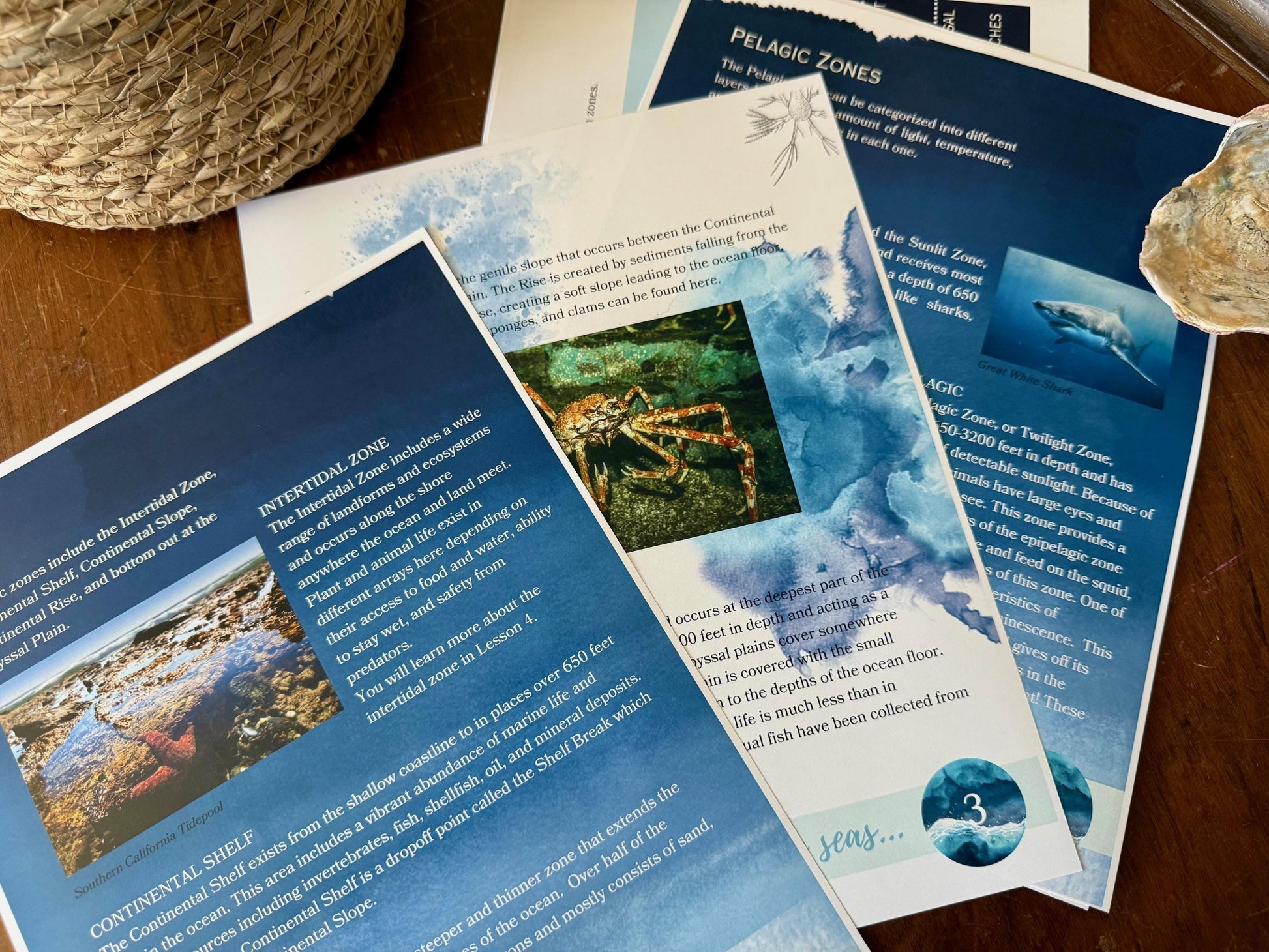 Homeschool Science OCEANS Unit- Oak & Sapling God of All Creation OCEANOGRAPHY Science Elementary k8 Homeschool Unit
