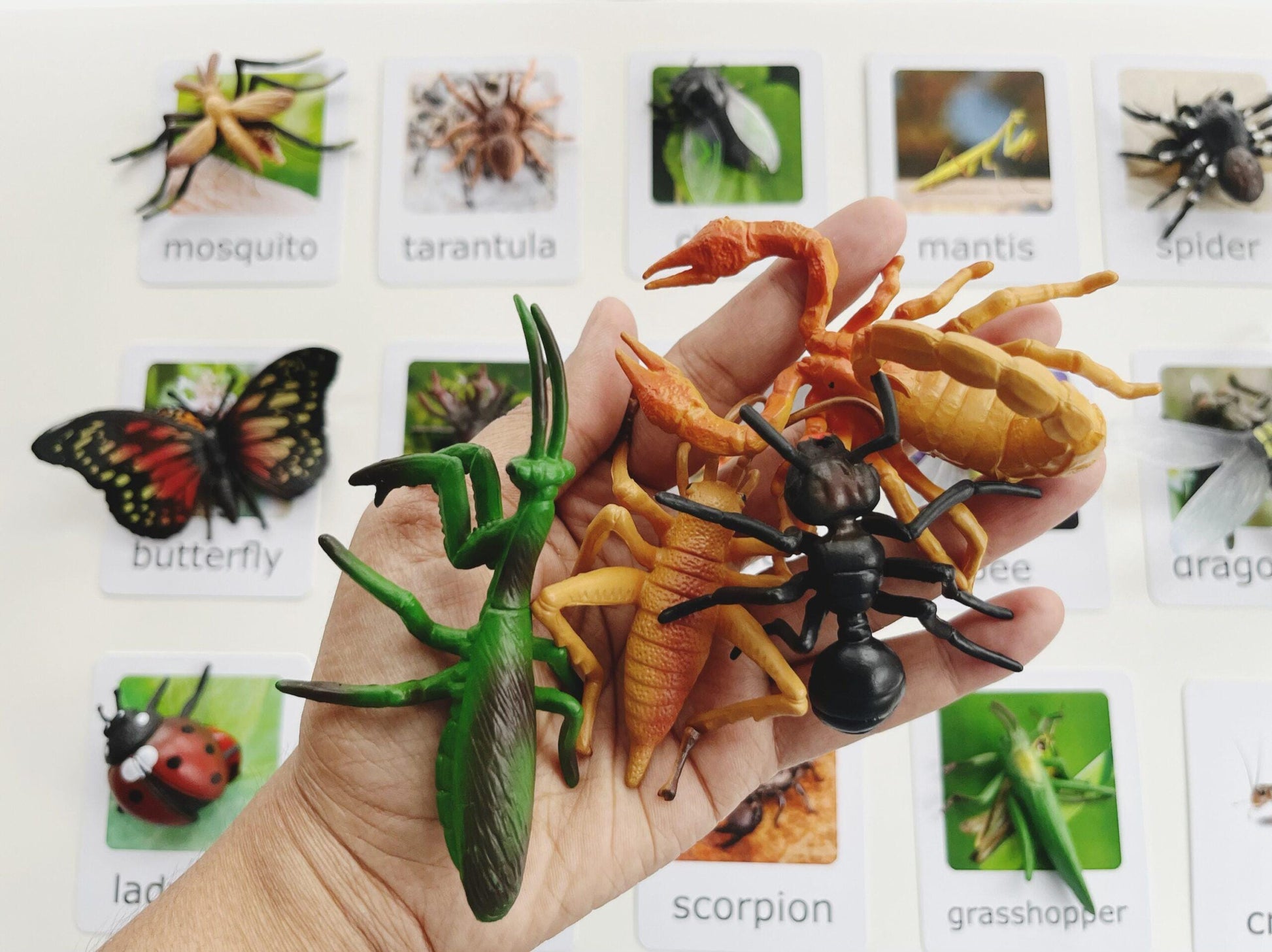 Montessori Insects Matching Set – Figurines with Cards | Montessori Sorting Activity | Montessori Setup for Classrooms and Homeschooling