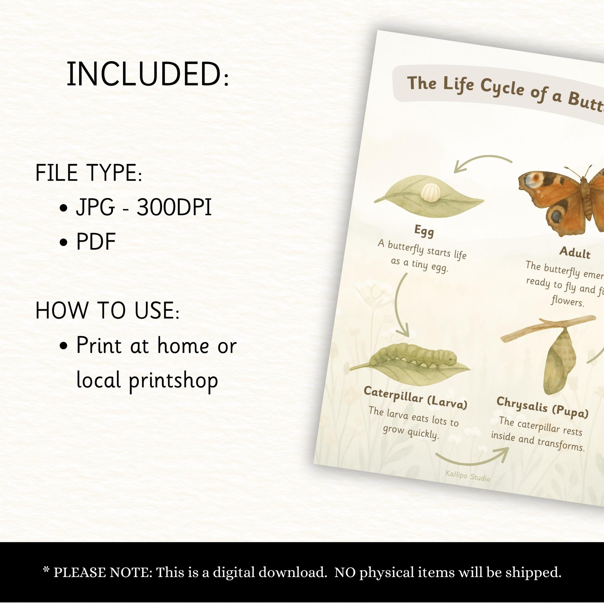 Butterfly Life Cycle Poster Educational Nature Print Butterfly Life Cycle Classroom Display EYFS Teacher Resource Exploring Nature BB01